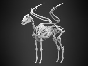 pegasus skeleton Modello 3D