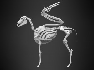 pegasus skeleton Modello 3D