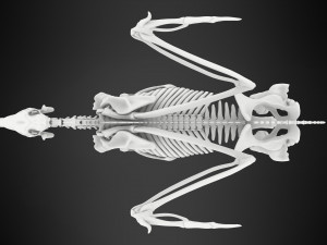 pegasus skeleton Modello 3D