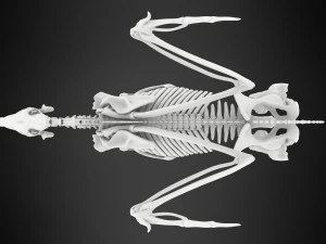 pegasus skeleton 3D Model