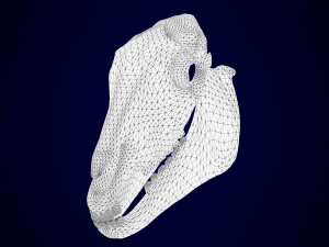 pegasus skeleton Modello 3D