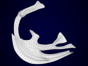 pegasus skeleton Modello 3D