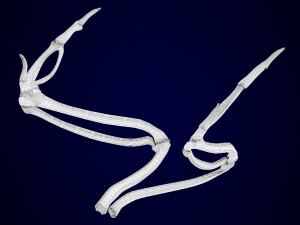pegasus skeleton Modello 3D