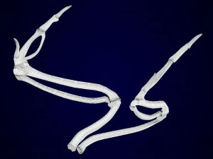pegasus skeleton 3D Model