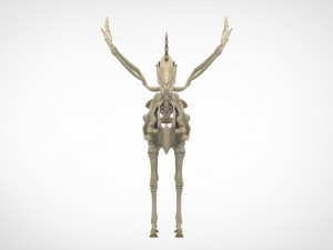 alicorn skeleton 3D Model
