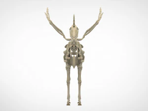天角兽骨架 3D 模型