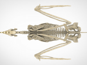 alicorn skeleton 3D Model