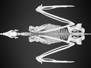 alicorn skeleton 3D Model