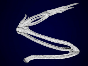 alicorn skeleton 3D Model