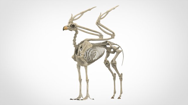 hippogriff skeleton Model 3D .c4d .max .obj .3ds .fbx .stl .blend 