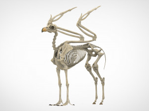 hippogriff skeleton Modelo 3D