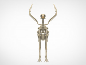 hippogriff skeleton Model 3D