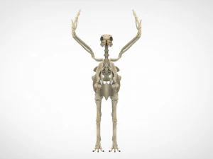 hippogriff skeleton 3D Model