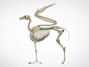 hippogriff skeleton Model 3D
