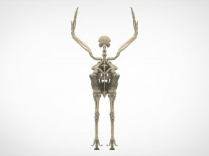 hippogriff skeleton Model 3D