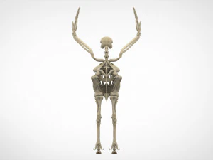 hippogriff skeleton 3D Model