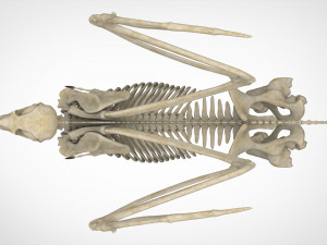 hippogriff skeleton Model 3D