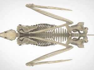 hippogriff skeleton 3D Model