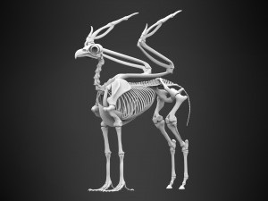 hippogriff skeleton Model 3D