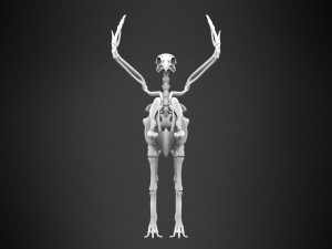 hippogriff skeleton Model 3D