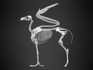 hippogriff skeleton Model 3D