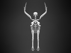 hippogriff skeleton Model 3D