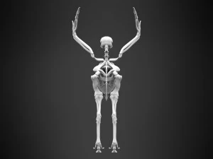 hippogriff skeleton 3D Model
