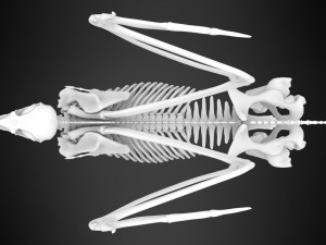 hippogriff skeleton Model 3D
