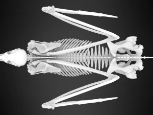 hippogriff skeleton 3D Model