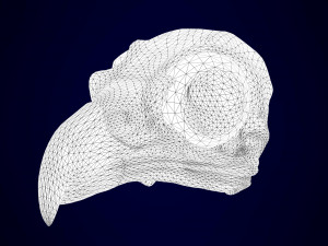 hippogriff skeleton Model 3D