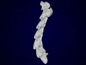 hippogriff skeleton 3D Model
