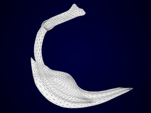 hippogriff skeleton Model 3D