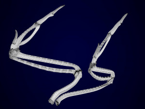hippogriff skeleton Model 3D