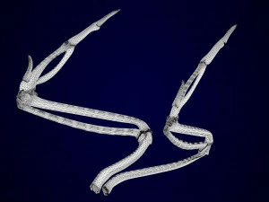 hippogriff skeleton 3D Model