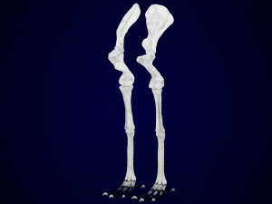 hippogriff skeleton Model 3D