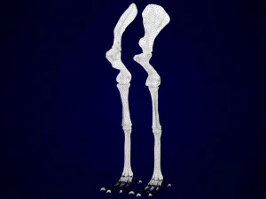 hippogriff skeleton 3D Model