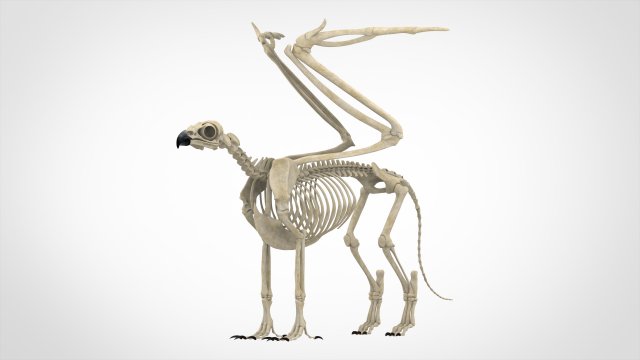 griffin skeleton 3D Model .c4d .max .obj .3ds .fbx .stl .blend