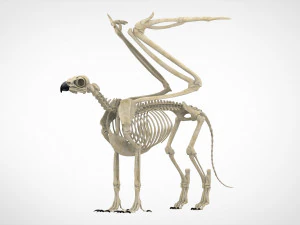 esqueleto de grifo Modelo 3D