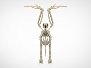 griffin skeleton 3D Model