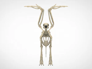 griffin skeleton 3D Model