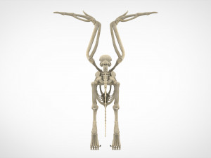 griffin skeleton 3D Model