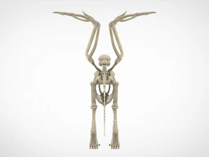 griffin skeleton 3D Model