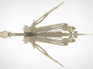 griffin skeleton 3D Model