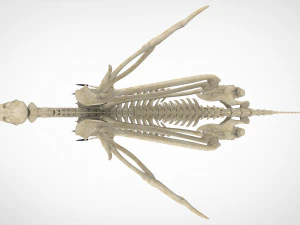 griffin skeleton 3D Model