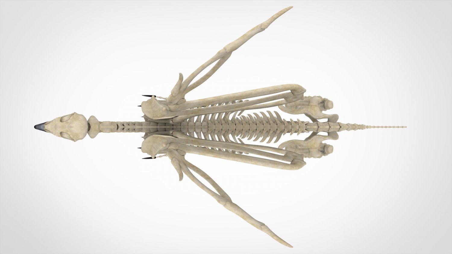 Griffin Skeleton 3D Модель In Анатомия 3DExport