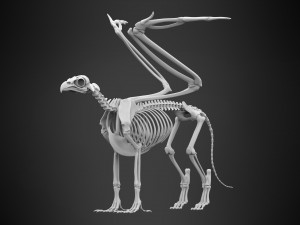 griffin skeleton 3D Model