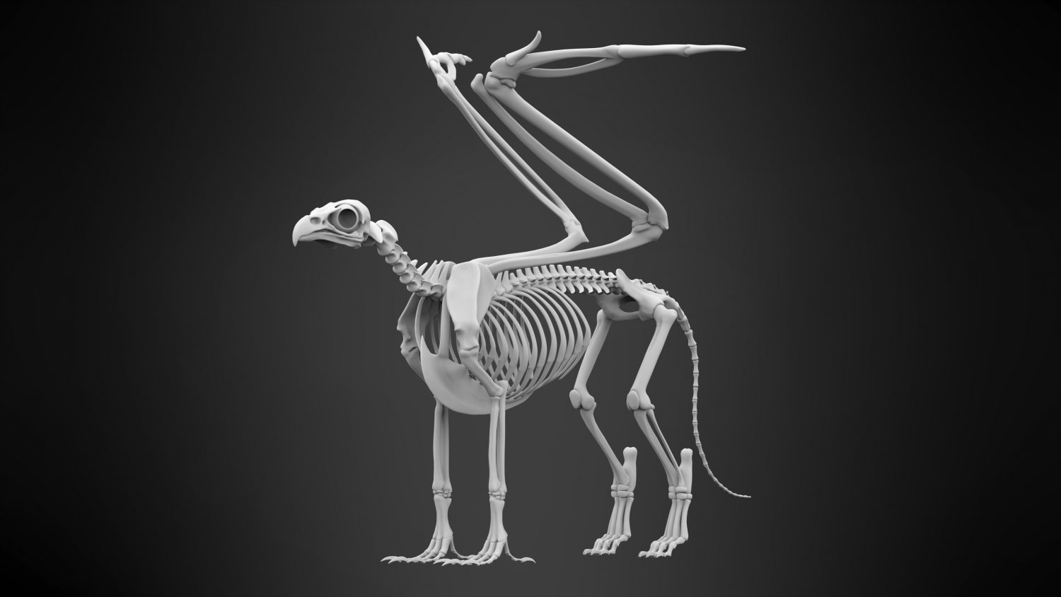 Включи скелет 3. Скелет 3d модель.