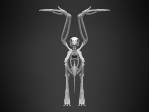 griffin skeleton 3D Model