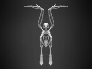griffin skeleton 3D Model