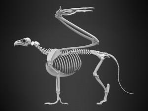 griffin skeleton 3D Model